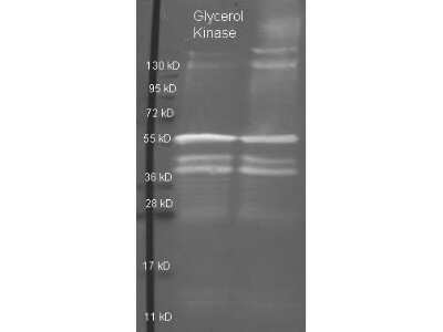 Western Blot: Glycerol Kinase Antibody [Biotin] [NB120-20600] - Detection of purified Glycerol Kinase under reducing (R) and non-reducing (NR) conditions. Reduced samples of purified protein contained 4% BME and were boiled for 5 minutes. Samples of 1ug of protein per lane were run by SDS-PAGE. Protein was transferred to nitrocellulose and probed with 1:3000 dilution of primary antibody. Detection shown was using Dylight 488 conjugated Donkey anti goat.